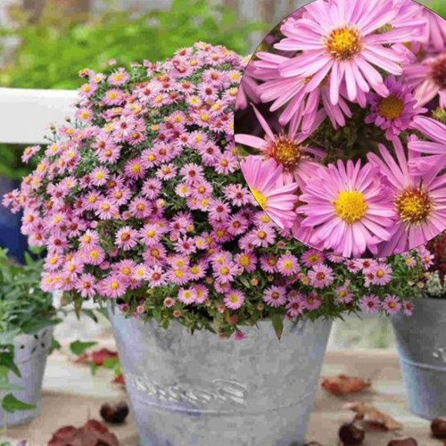 Aster dumosus 'Peter Harrison' - Madal aster 'Peter Harrison' P9/0,55L 